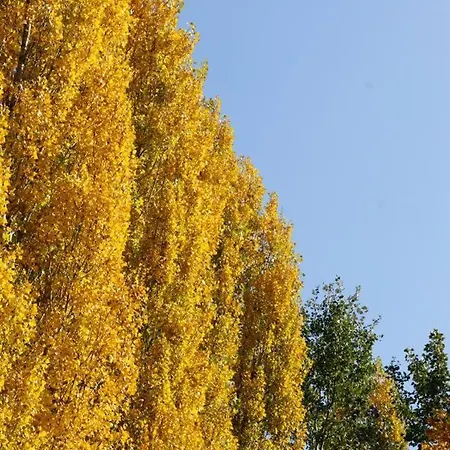 Barbaro Gianese Silea