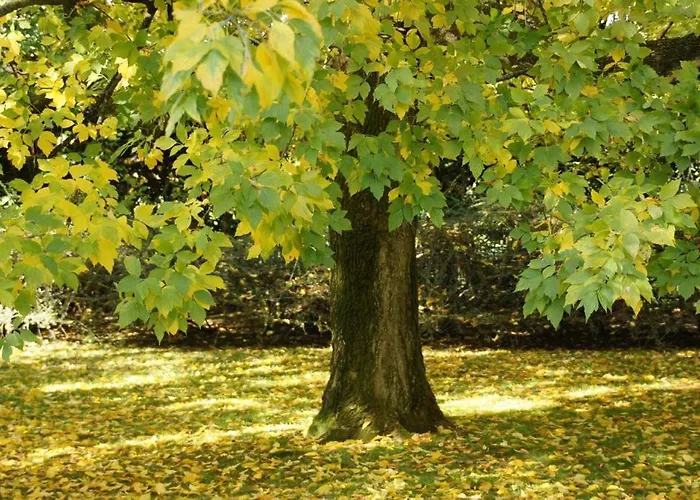 Bed & Breakfast Barbaro Gianese Silea