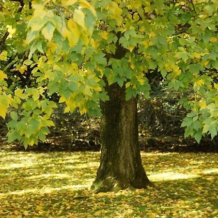 לינה וארוחת בוקר Barbaro Gianese Silea